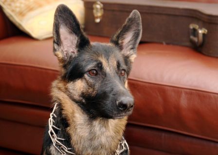 Payton- a German shepherd and guide dog for Auxiliarist Eric Davis- intently awaits her next command